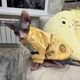 Кофта для котов (кошек) Лаки Африка XS Желтый - изображение 12