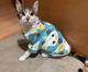 Толстовка для котов (кошек) Лаки Зайчик M Голубой - изображение 12
