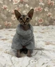 Костюм для котів (кішок) флісовий Пухнастик L Сірий - зображення 13