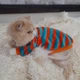 Флисовая кофта для котов (кошек) Полосочка S Красно-зеленый - изображение 11