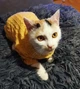 Кофта для котів (кішок) Мереживо L Жовтий - зображення 8