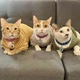 Кофта для котів (кішок) Мереживо L Жовтий - зображення 11