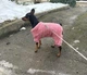 Костюм для собак флісовий Пухнастик L Рожевий - зображення 10