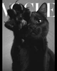 Футболка жіноча з принтом Vogue Kitty CRC 26061-8 59648 XL чорний - изображение 3