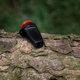 Устройство после укусов насекомых Lifesystems Mini Bite Relief Click - изображение 10