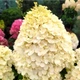 Гортензія волотиста Селекшн (Hydrangea paniculata Selection) - зображення 2