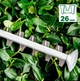 Кусторез Bosch UniversalHedgeCut 50 (0.600.8C0.501) - изображение 2