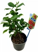 Гвоздикове дерево Калікант Calycanthus floridus, висота 40 см, горщик 17 (RG276) - изображение 1