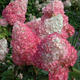 Гортензія волотиста Сандей Фрейз. (Hydrangea paniculata Sundae Fraise) C1 2х летняя - изображение 3