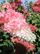 Гортензія волотиста Fraise Melba (Hydrangea paniculata Fraise Melba) декоративний кущ в горщику C1 2х річний - зображення 3