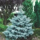 Саженцы Ели колючей голубой Санта Фе (Picea pungens Santa Fe) Р9 - изображение 3