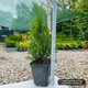 Саженцы Туи западной Холмструп (Thuja occidentalis Holmstrup) Р9 - изображение 3
