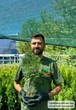 Саженцы Туи западной Холмструп (Thuja occidentalis Holmstrup) Р9 - изображение 6