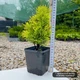 Саженцы Туи западной Голден Смарагд (Thuja occidentalis Golden Smaragd) Р9 - изображение 3