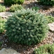 Саджанці Ялини сербської Карел (Picea omorika Karel) Р9 - зображення 5