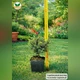 Саджанці Ялини сербської Карел (Picea omorika Karel) Р9 - зображення 6