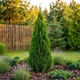 Саженцы Туи западной Смарагд (Thuja occidentalis Smaragd) - 4-х летняя С3 - изображение 6