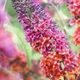 Буддлея Flower Power горщик 1л. - изображение 4