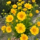Кореопсис великоквітковий Grandiflora - изображение 1