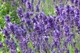 Лаванда вузьколиста Hidcote Blue Strain (Хідкот Блю Стрейн), Р9 - зображення 3