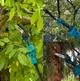 Секатор+пила+штанга 3 в 1 Krafftec Акумуляторний садовий набір 42V 6Ah - зображення 3