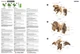 Картонный конструктор Cartonic Collectible TYRANNOSAURUS (CCARTTREX) - изображение 12