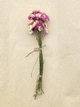 Геліптерум сухоцвіт, мікс кольорів 50 шт - изображение 1