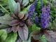 Живучка ползучая Ajuga reptans, декоративная многолетняя почвопокровная Р9 - изображение 1