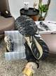 Кросівки Gel-Kahana TR V2 Grey Beige (44) А3731-1052447 - изображение 13