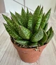 Гастерия Gasteria 'd Due D8 см Суккулент Комнатное растение - изображение 1