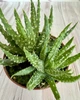 Алое приземистое Aloe humilis D8 см Суккулент Комнатное растение - изображение 2