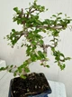 Бонсай Кармона Bonsai Carmona D15 см Комнатное растение - изображение 2