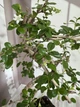 Бонсай Кармона Bonsai Carmona D15 см Комнатное растение - изображение 3
