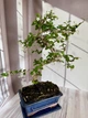 Бонсай Кармона Bonsai Carmona D15 см Комнатное растение - изображение 4