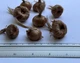 Шафран посівний цибулини 20 шт (Crocus sativus) шафрановий крокус осінній насіння морозостійкий для спеції - зображення 4