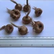 Шафран посівний цибулини 20 шт (Crocus sativus) шафрановий крокус осінній насіння морозостійкий для спеції - зображення 5