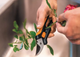 Секатор для цветов 22 см нержавеющая сталь обрезка растений Fiskars FK-2814 - изображение 9