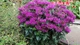 Монарда "Purple Lace" квіти для саду багаторічні,саджанці у горщиках,розсада - зображення 3