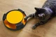 Игрушка для кота колесо с мышкой когтеточка противоскользящие накладки 25 см пластик черный FK-1170 - изображение 2