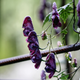 Насіння Аконіт в'юнкий 'Red Wine', Aconitum hemsleyanum 5 шт/уп - зображення 4