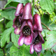 Насіння Аконіт в'юнкий 'Red Wine', Aconitum hemsleyanum 5 шт/уп - зображення 7
