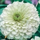 Семена Цинния изящная 'Polar Bear', Zinnia elegans 10 шт/уп - изображение 3