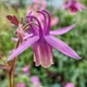 Семена Аквилегия Рока, Aquilegia rockii 10 шт/уп - изображение 1