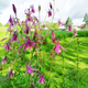 Семена Аквилегия Рока, Aquilegia rockii 10 шт/уп - изображение 5