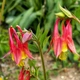Насіння Аквілегія канадська, Aquilegia canadensis 10 шт/уп - зображення 3