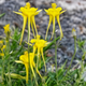 Семена Аквилегия золотистая 'Denver Gold', Aquilegia chrysantha 10 шт/уп - изображение 2