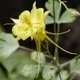 Семена Аквилегия золотистая 'Denver Gold', Aquilegia chrysantha 10 шт/уп - изображение 3