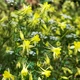 Семена Аквилегия золотистая 'Denver Gold', Aquilegia chrysantha 10 шт/уп - изображение 4