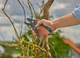 Секатор Gardena PremiumCut Pro dry wood 12250-20 с наковальней (24 мм) - изображение 4