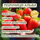 Саджанці клубниці в касеті Альба (Alba) - дуже рання, крупноплідна, врожайна (в касеті) + Подарунок - зображення 4